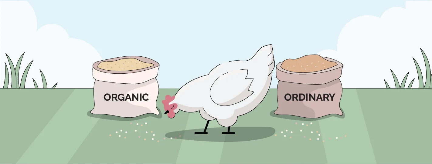illustration of a chicken choosing between organic or conventional feed