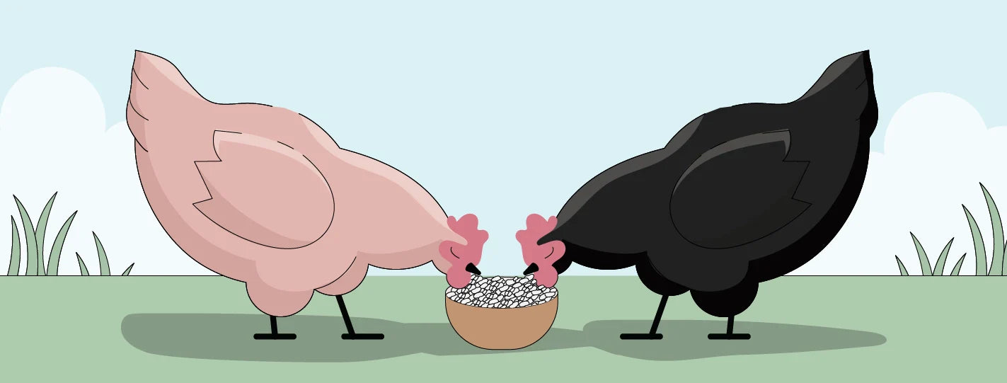 Oyster Shell for Laying Hens: Necessary With Layer Feed?