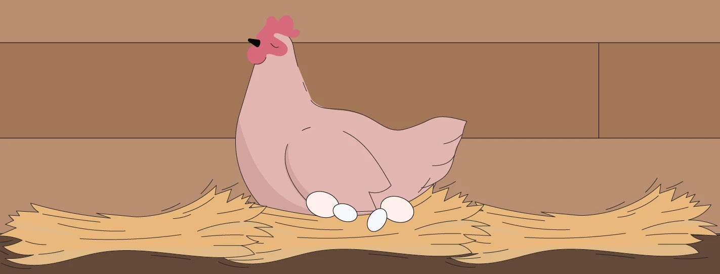 Your Pullet's First Eggs: What's Normal, What's Weird, & When to Actually Worry