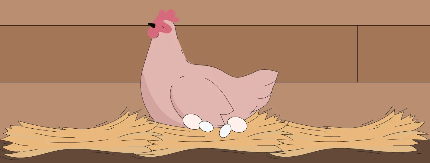 Your Pullet's First Eggs: What's Normal, What's Weird, & When to Actually Worry