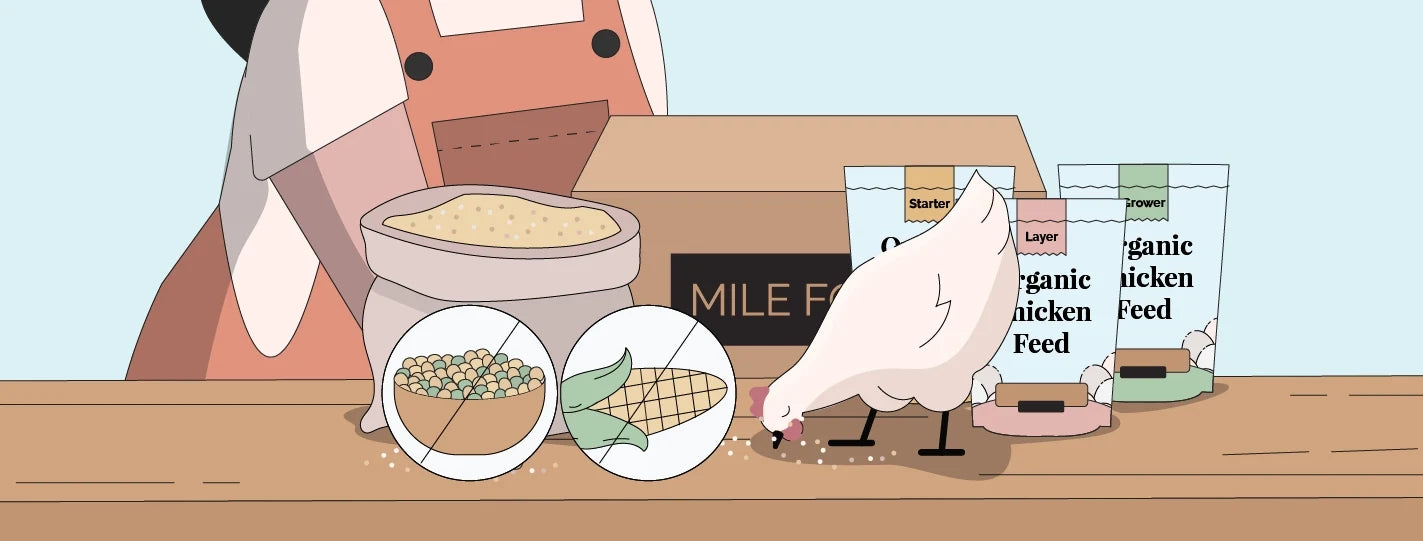 Illustration of chicken eating chicken feed with no soy no corn free icons