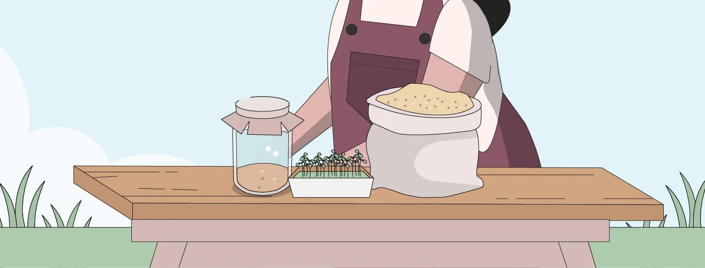 illustration of sprouting vs fermenting feed