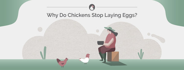 Why Do Chickens Stop Laying Eggs?