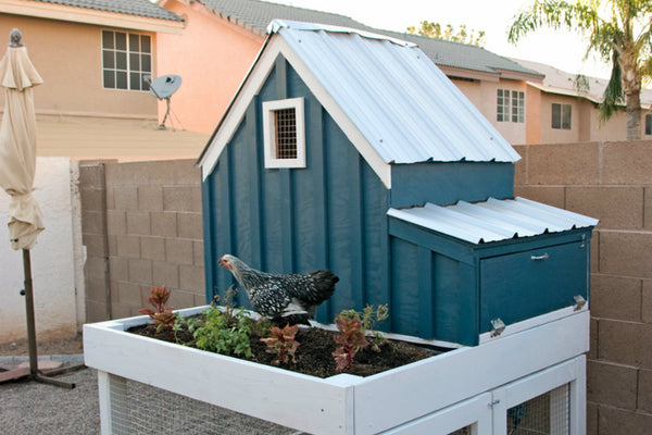 chicken-coop-plan-lady-goats.jpg