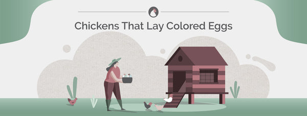 Chickens That Lay Colored Eggs