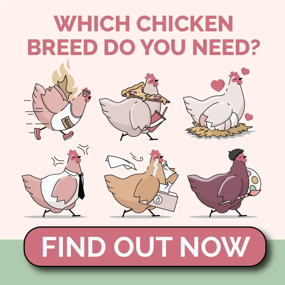 Leghorn Chickens | Ultimate Guide – Mile Four