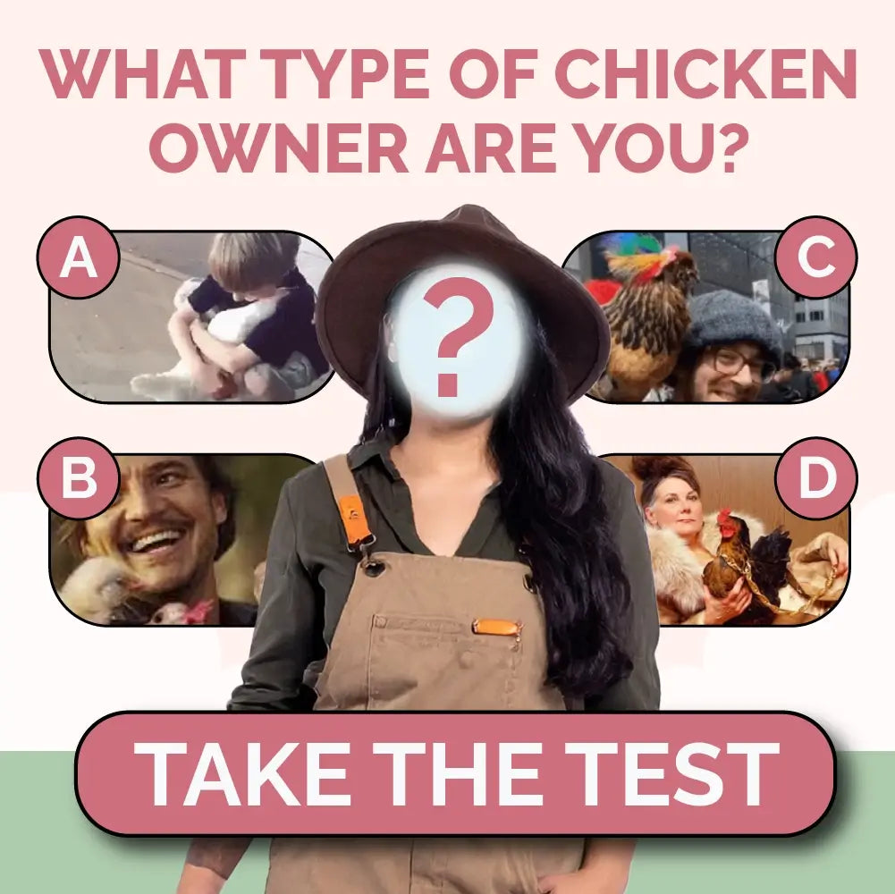 Australorp Chickens | Ultimate Guide – Mile Four