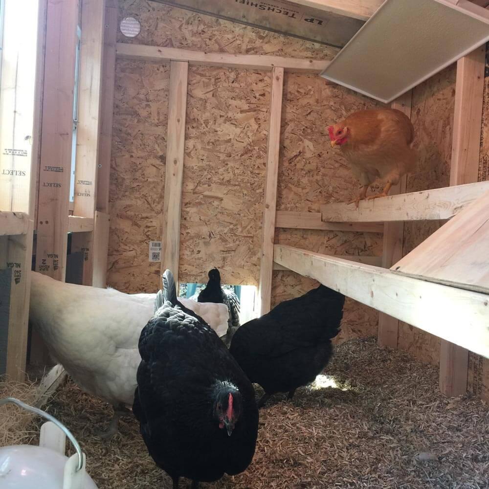 Chicken Coop Medium (10 Chickens)