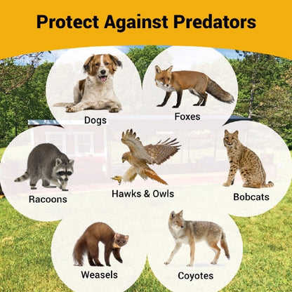 Chicken Coop, Large Sized Coop for 15 chickens, Red Painted Chicken Coop, Wooden Chicken Coop, DIY Chicken Coop, USA Made Chicken Coop, Assemble Chicken Coop, 