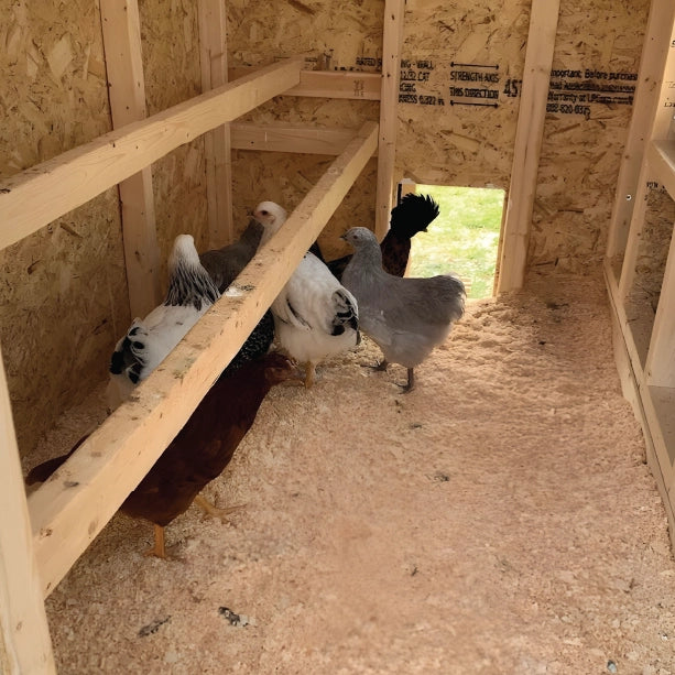 Chicken Coop, Medium Sized Coop for 10 chickens, White Painted Chicken Coop, Wooden Chicken Coop, DIY Chicken Coop, USA Made Chicken Coop, Assemble Chicken Coop, 