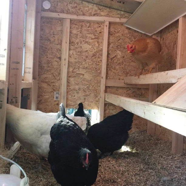 Chicken Coop, Medium Sized Coop for 10 chickens, Red Painted Chicken Coop, Wooden Chicken Coop, DIY Chicken Coop, USA Made Chicken Coop, Assemble Chicken Coop, 