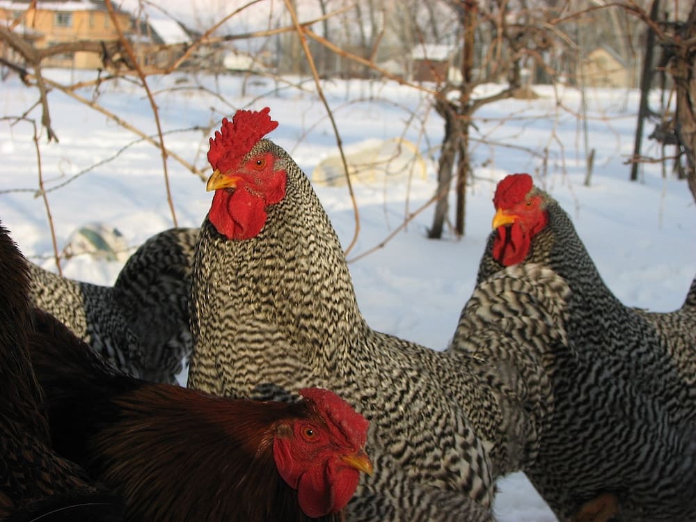 Chicken Breed Images | Buy Organic for Healthy Chickens