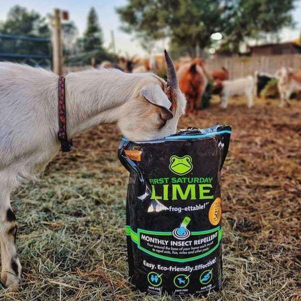 Natural Insect Repellent for Chicken Coops, Chicken Mites Repellent, Coop Protection, Chicken Mite Powder, Organic Coop Repellent, First Saturday Lime