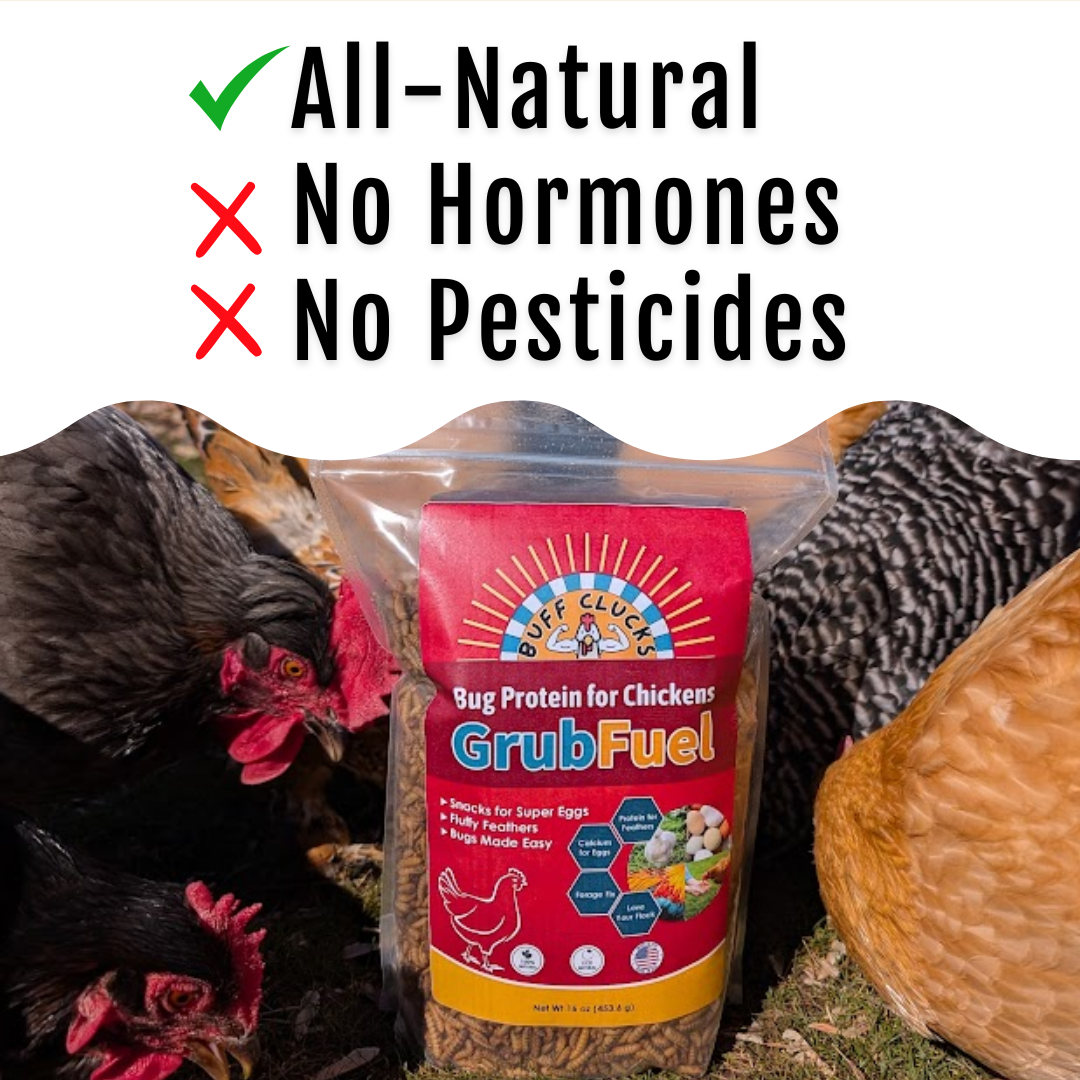 GrubFuel - Black Soldier Fly Larvae for Chickens