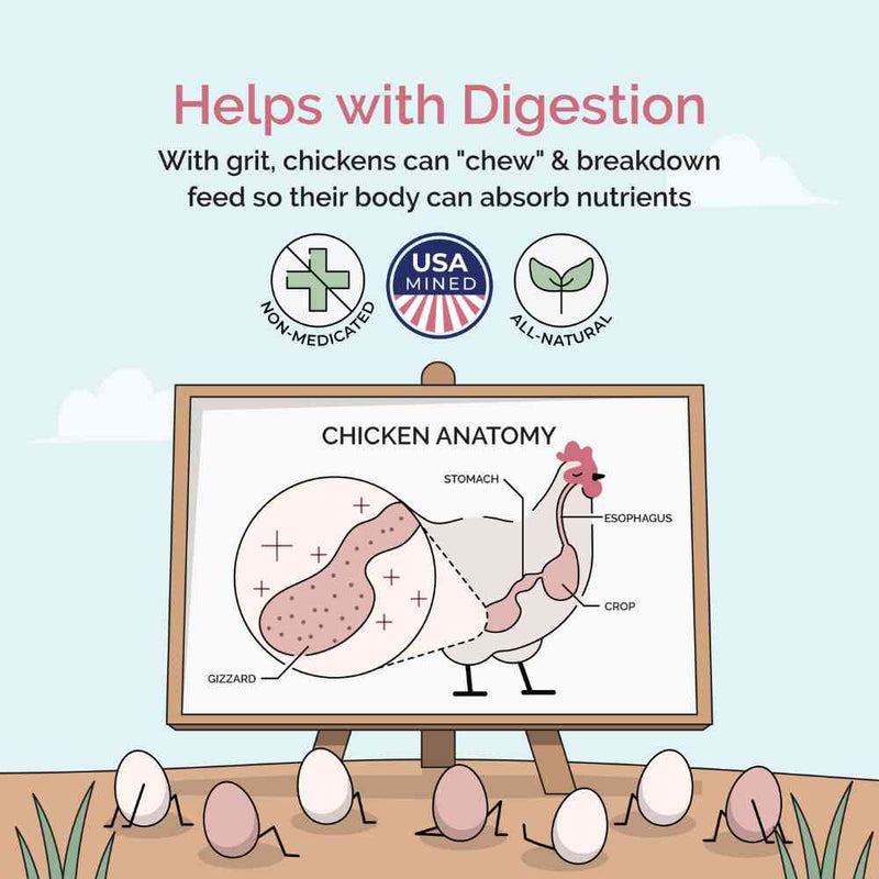 Buy Chicken Grit | Best Poultry Grit | Quartzite Chicken Grit | Grit
