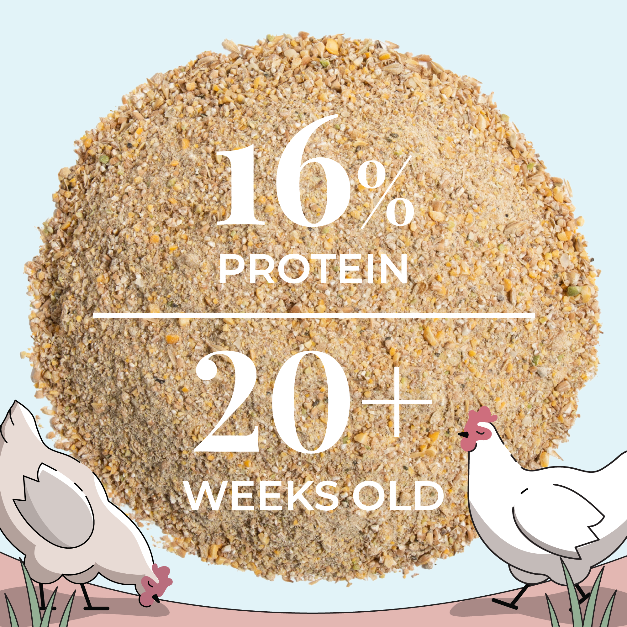 Layer Chicken Kit | 1 Month Supply of Feed, Grit, Scratch + Oys. Shell
