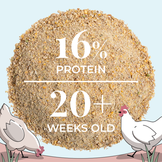 Layer Chicken Kit | 1 Month Supply of Feed, Grit, Scratch + Oys. Shell ...