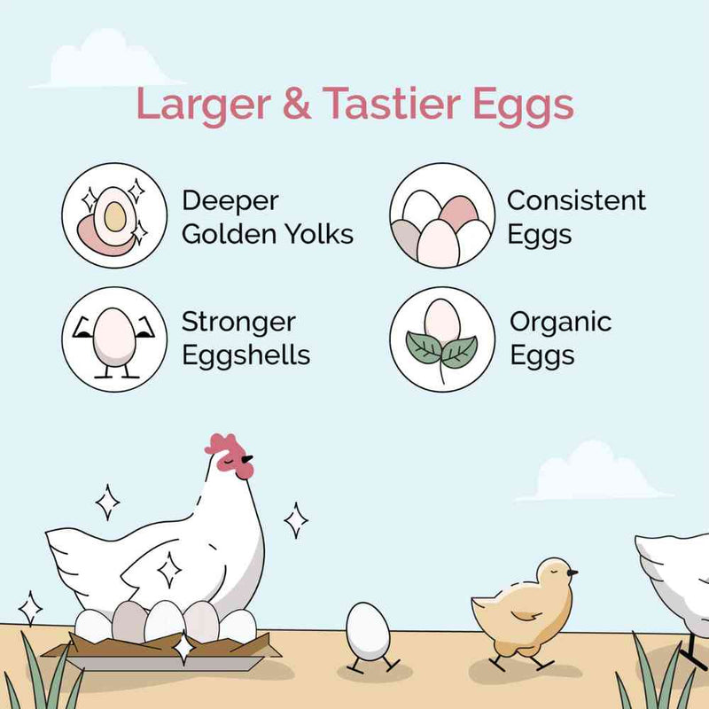 Buy Organic Starter Chicken Feed | Best Feed for Baby Chicks | Non-GMO