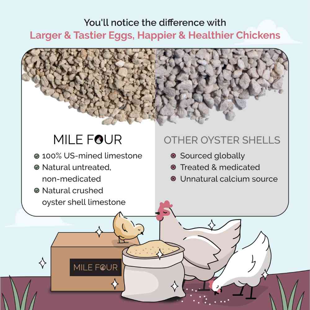 Buy Oyster Shell for Strong Chicken Eggs | Best Calcium Supplement