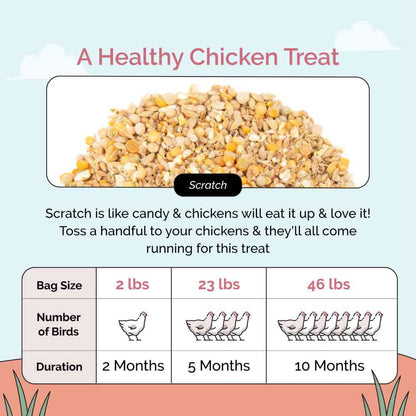 Buy Organic Chicken Scratch | Scratch Grains for Chicken Treat &amp; Snack