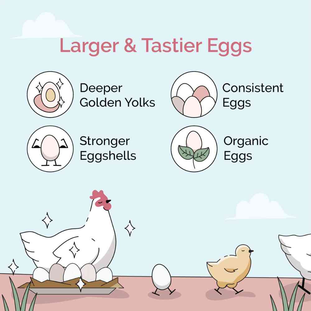 Buy Organic Chicken Layer Feed | Best Organic Layer Feed