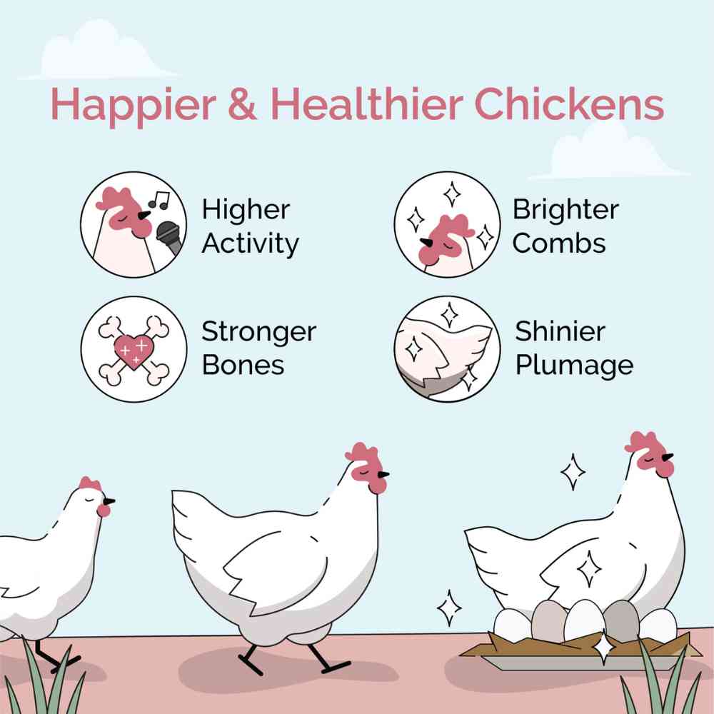 Buy Organic Chicken Layer Feed, Best Organic Layer Feed, Non-GMO