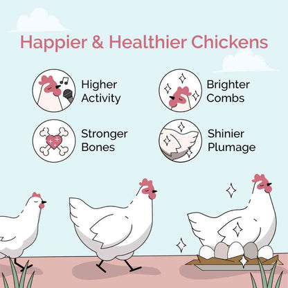 Buy Organic Chicken Layer Feed, Best Organic Layer Feed, Non-GMO