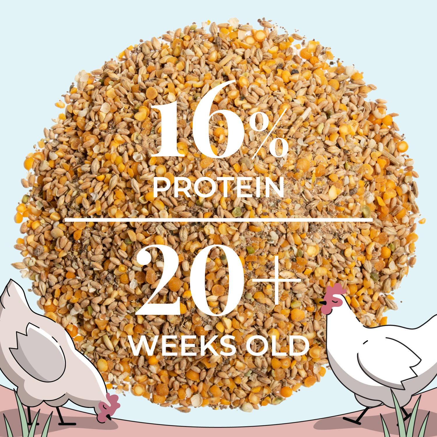 Layer Chicken Kit | 1 Month Supply of Feed, Grit, Scratch + Oys. Shell