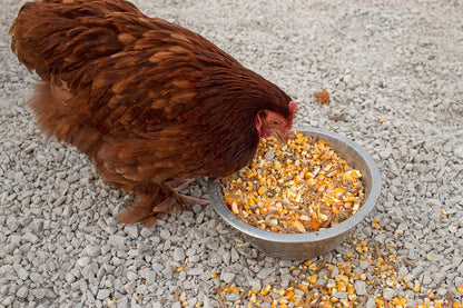 Mealworm for Chickens