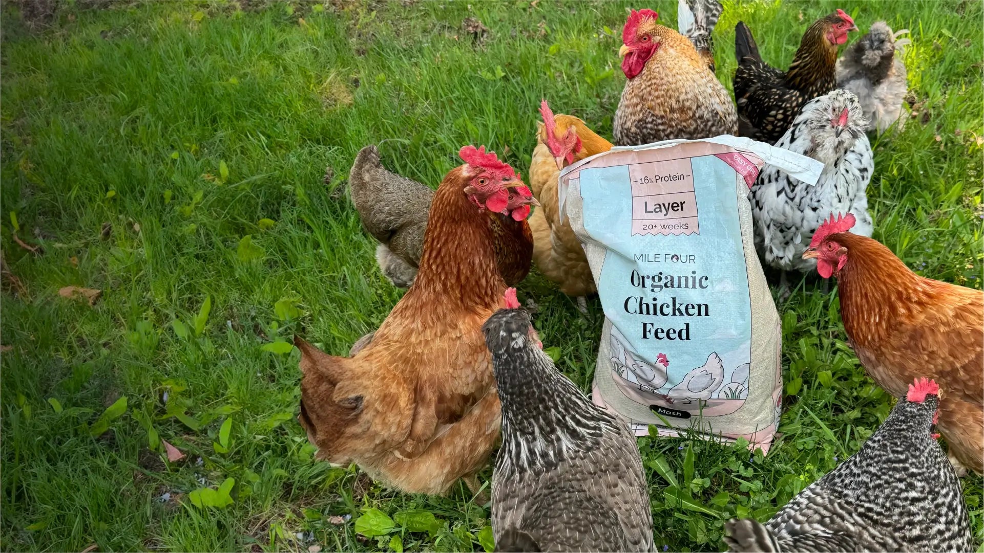 Organic Chicken Feed, Chick Feed, Starter Feed, Mile Four, Chicken Feed, Bulk Feed, Sampler Chicken Feed, USDA Organic Chicken Feed, Non-GMO Chicken Feed, Organic Eggs,