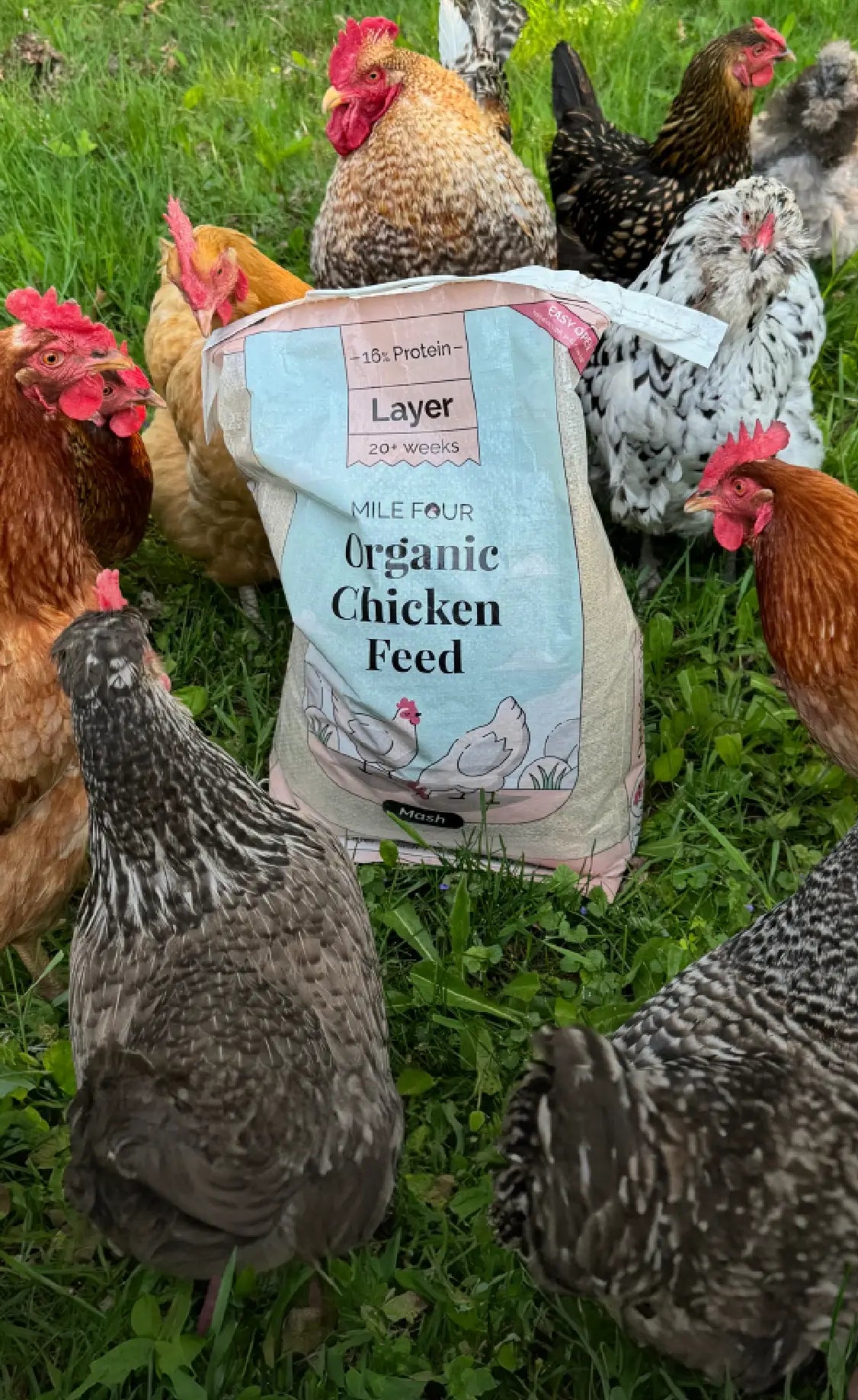 Organic Chicken Feed, Chick Feed, Starter Feed, Mile Four, Chicken Feed, Bulk Feed, Sampler Chicken Feed, USDA Organic Chicken Feed, Non-GMO Chicken Feed, Organic Eggs,