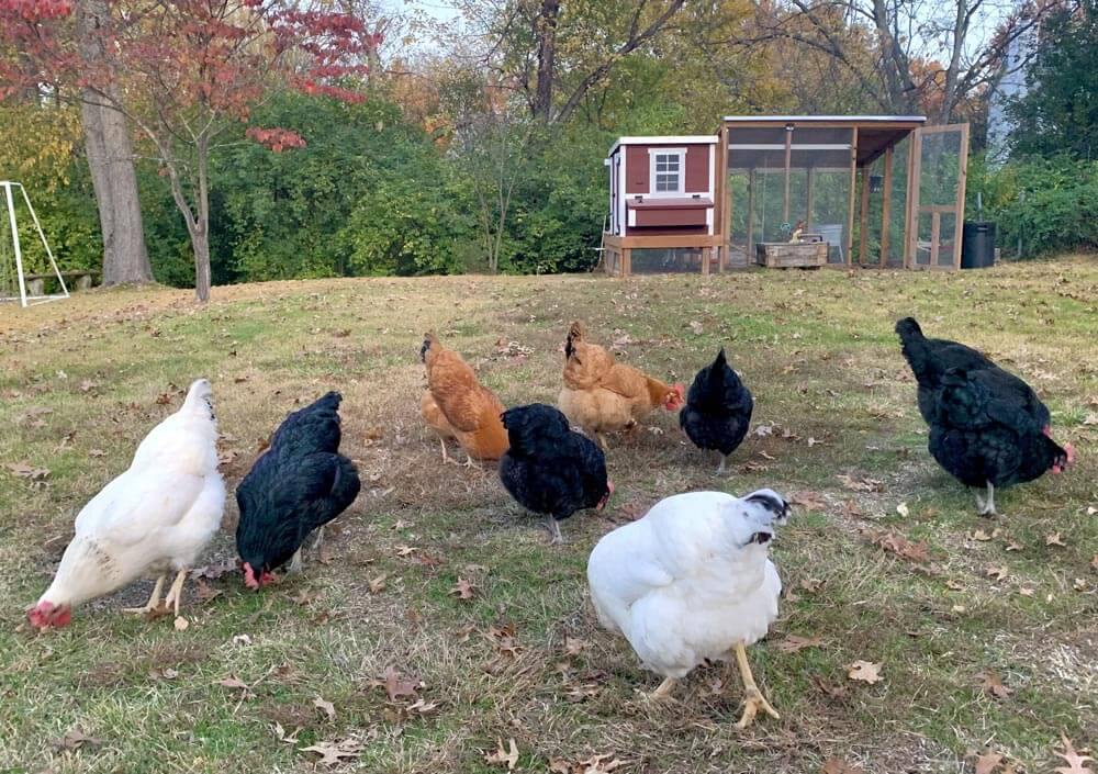 Chicken Coop Medium (10 Chickens)