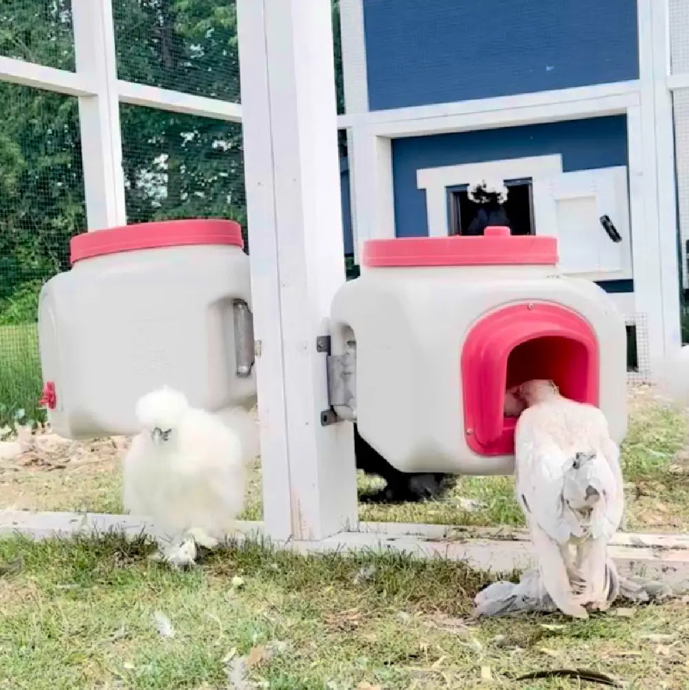 Chicken Feed, Poultry Feeder, Chicken Feed Dispenser, Feeder, High Capacity Feeder, Best Chicken Feeder, OverEZ Chicken Feeder, OverEZ Feeder