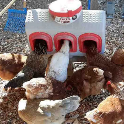 Chicken Feed, Poultry Feeder, Chicken Feed Dispenser, Feeder, High Capacity Feeder, Best Chicken Feeder, OverEZ Chicken Feeder, OverEZ Feeder