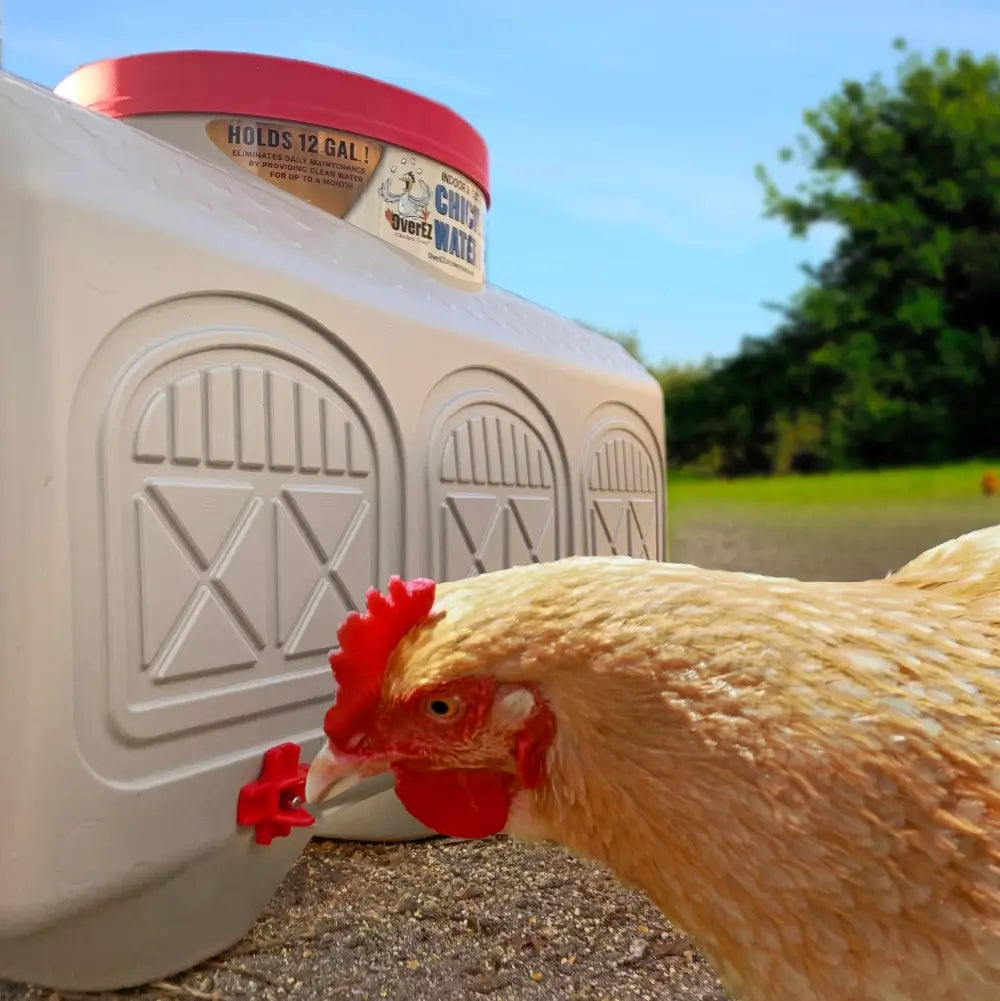 Chicken Waterer Medium (5 gallons)