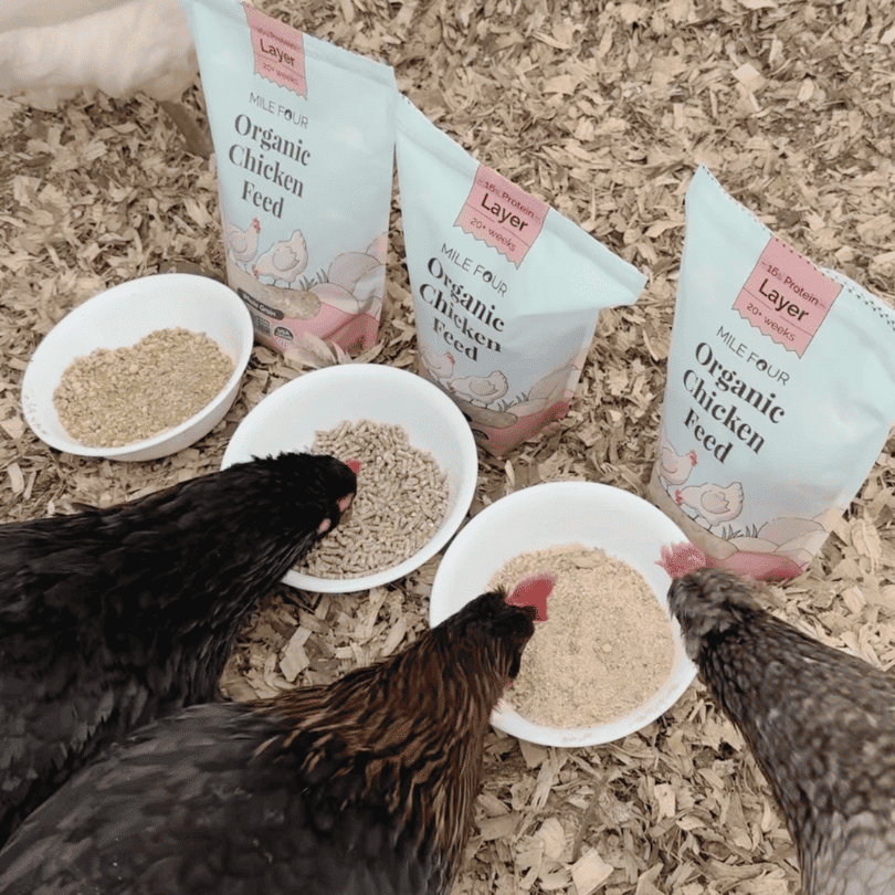 Buy Organic Chicken Layer Feed, Best Organic Layer Feed, Non-GMO, 