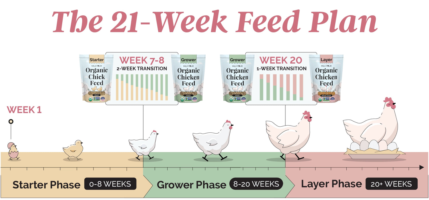 How to Transition Chicken Feed, How to Change Feed, Mile Four Organic Chicken Feed, Best Organic Chicken Feed, How to Switch Chicken Feed, Chick Feed, Layer Feed, Chicken Feed, Best Chicken Feed