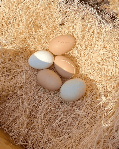 mile four chicken nesting pads, nesting pads, aspen bedding, nesting pads for chicken coop, nesting box pads, chicken coop bedding, chicken nesting pads for laying eggs, nest box pads for chickens, aspen excelsior, aspen shavings pet bedding