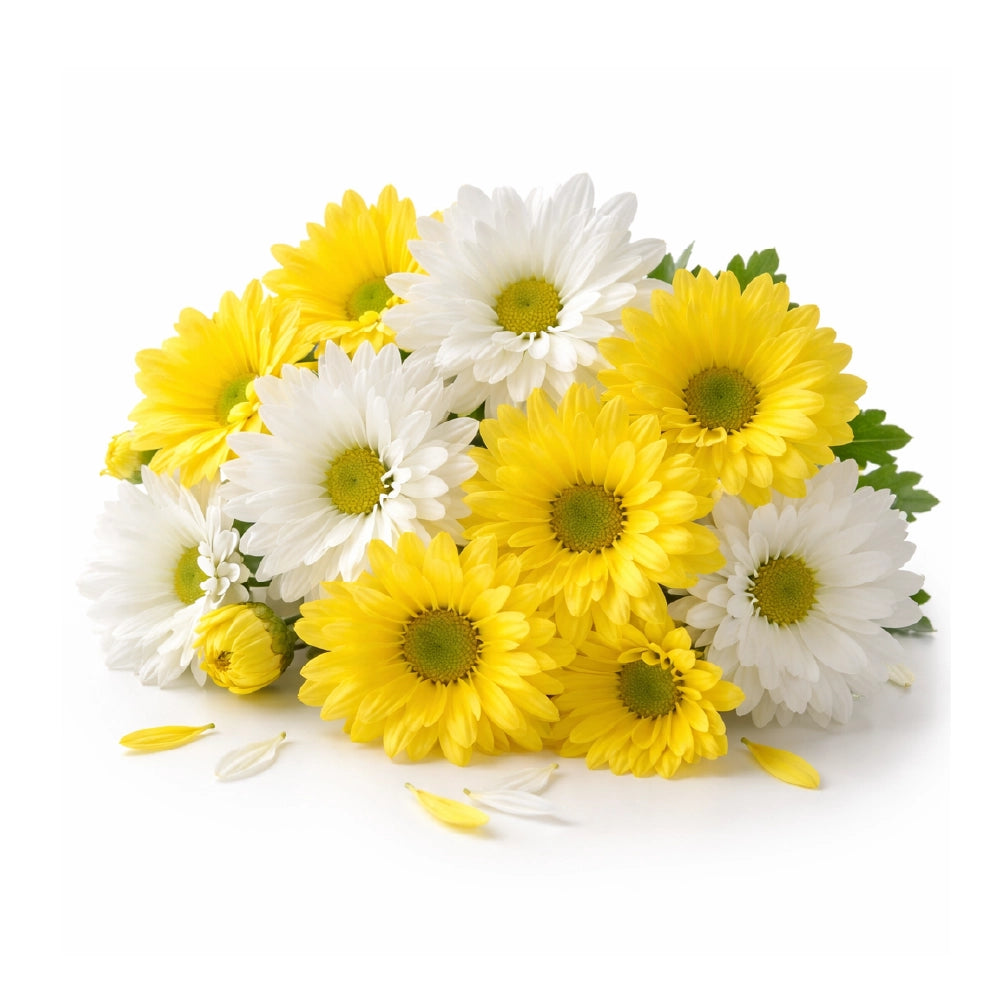 chrysanthemum, chrysanthemum ingredients for Coop Protection, Buff Clucks Coop Shield