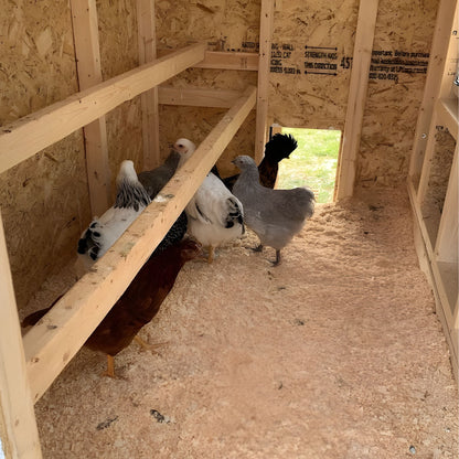 Chicken Coop Medium (10 Chickens)