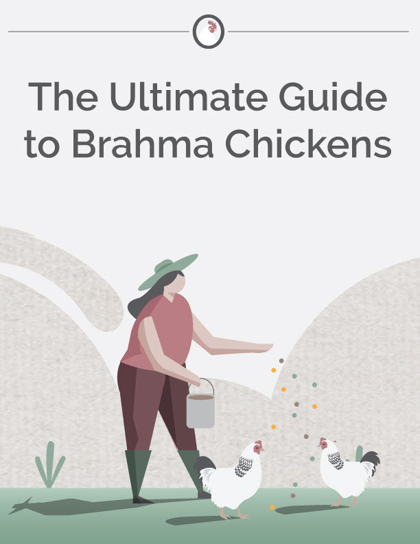 The Ultimate Guide to Brahma Chickens E-Book