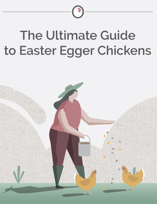 The Ultimate Guide to Easter Egger Chickens E-Book 