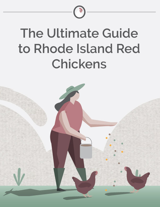 The Ultimate Guide to Rhode Island Red Chickens E-Book 